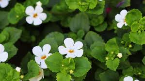 5 plants that promote hair growth and how to use them